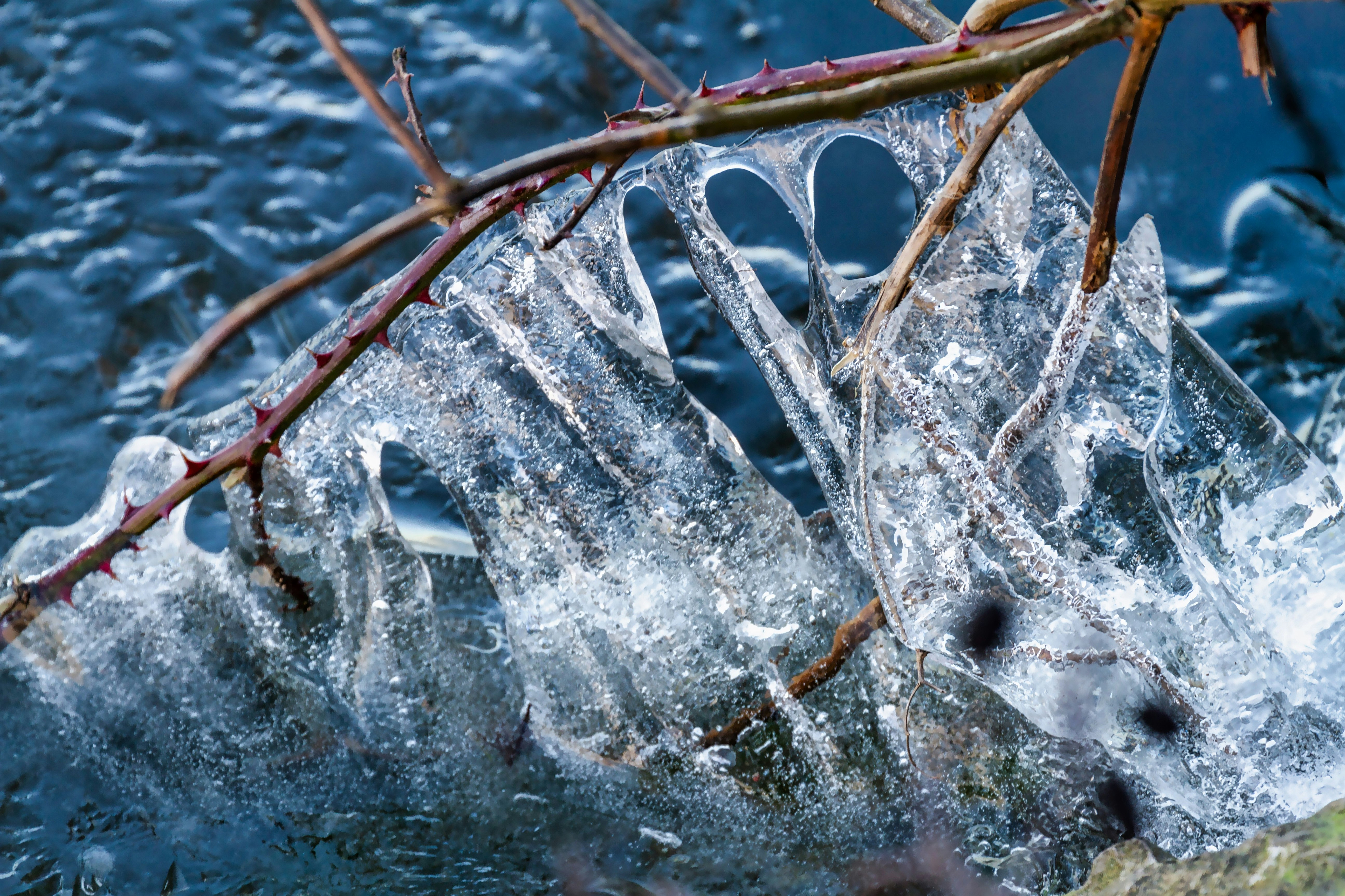 white ice on brown tree branch